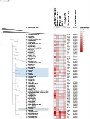 Phenotypic and genotypic characterization of Campylobacter coli isolates from the Vietnamese poultry production network; a pilot study